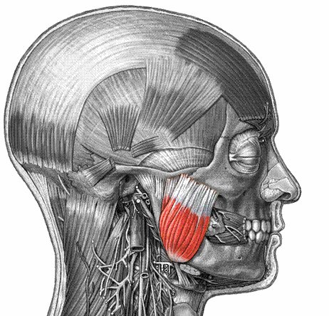 Muscles of the Head: Masseter
