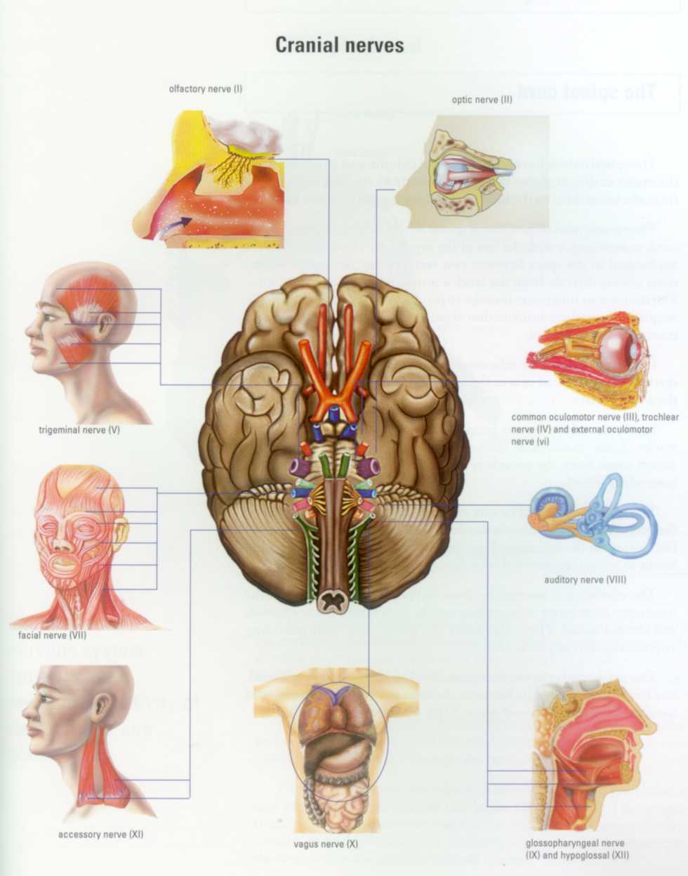 Cranial Nerve Anatomy
