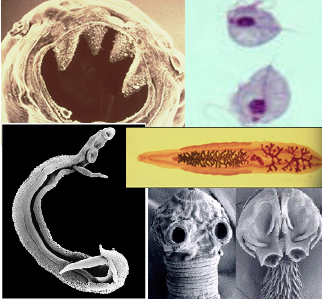 Parasite Collage