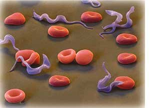 Trypanosomes and Red Blood Cells