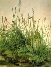 Picture of "The Large Turf" by Durer