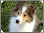 picture of Abby