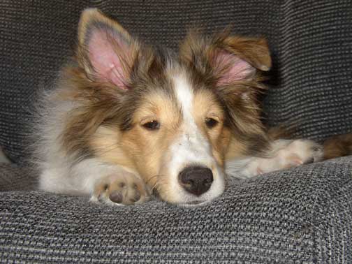 Sleepy Puppy