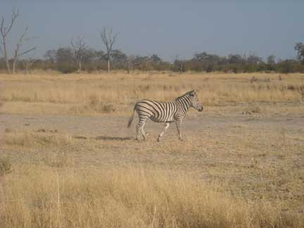 zebra in Botswana