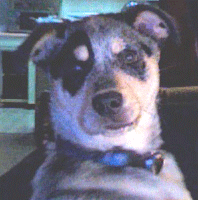 Photo of my Queensland Heeler, when he was 3 months old.