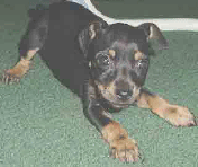 photo of my Rat Terrier, when she was approx. 3 months old.