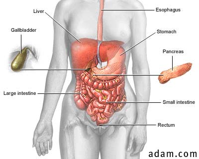 Anatomy of the Digestive Tract