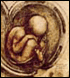 Human fetus in the womb