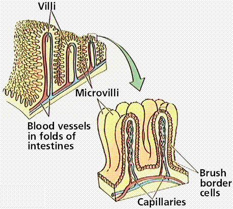 Villi in the Small Intestine