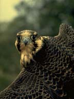 Peregrine Falcon (Credit: USFWS)
