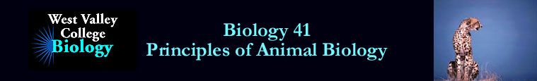 Biology 41 - Principles of Animal Biology