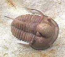Trilobite (Cyphaspis carrolli ) - Devonian