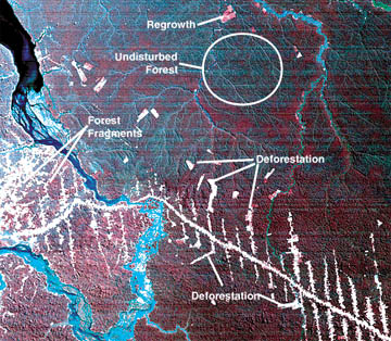 The loss of forest habitat is clearly visible from the air. These fishbone patterns are now very common in the Amazonian rain forest.