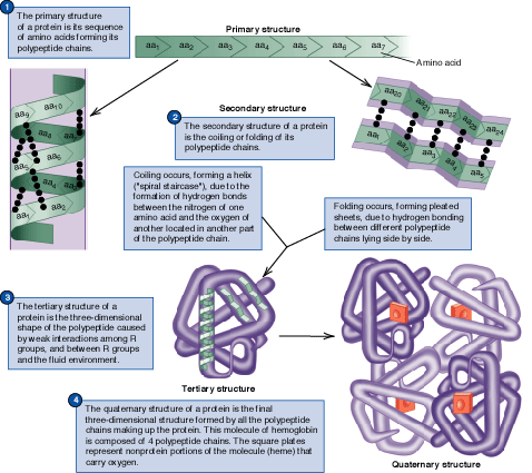 Proteins - primary, secondary, tertiary and quaternary structure