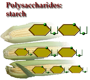 Starch - an example of a polysaccharide