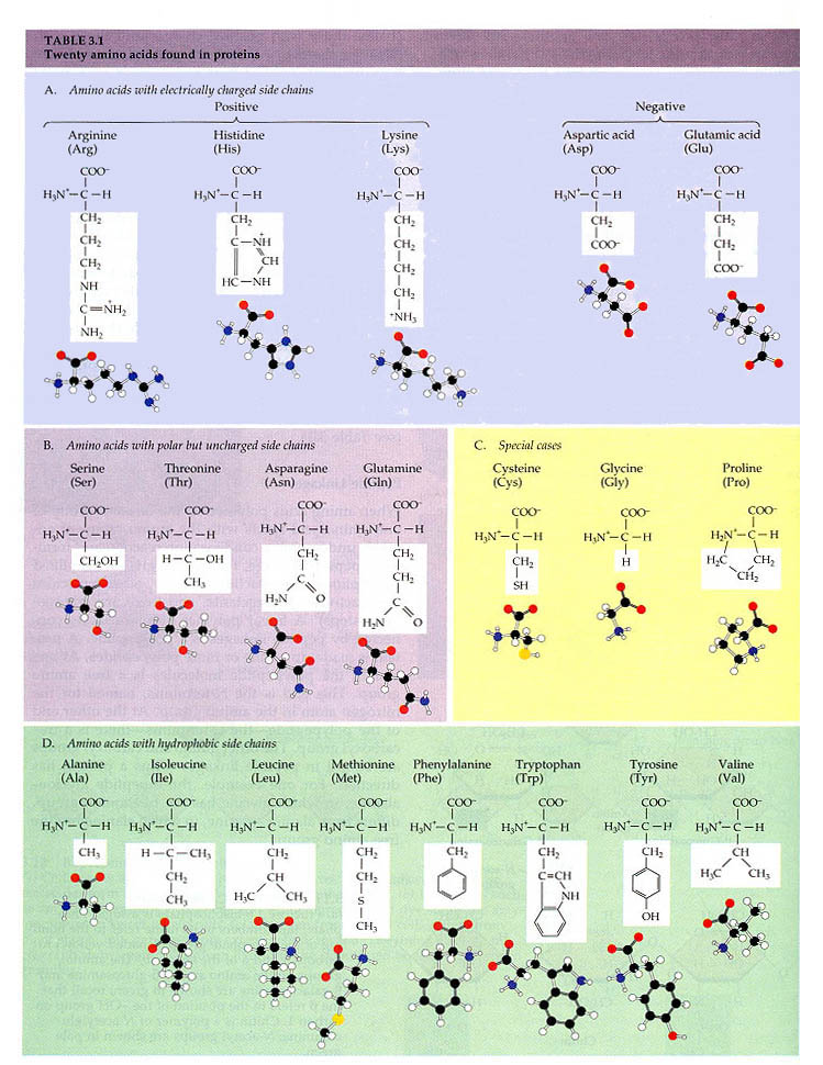 The twenty different kinds of amino acids