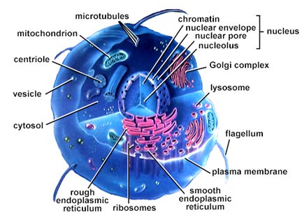 Animal Cell Flagella. animal cells.