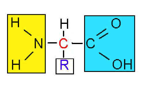 An amino acid (the R group varies - see below)