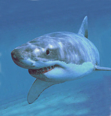 Predators such as this Great White Shark play a very important role in communities of organisms