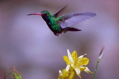 What do you think are some important characteristics in a hummingbird that will strongly affects its ability to survive and reproduce?