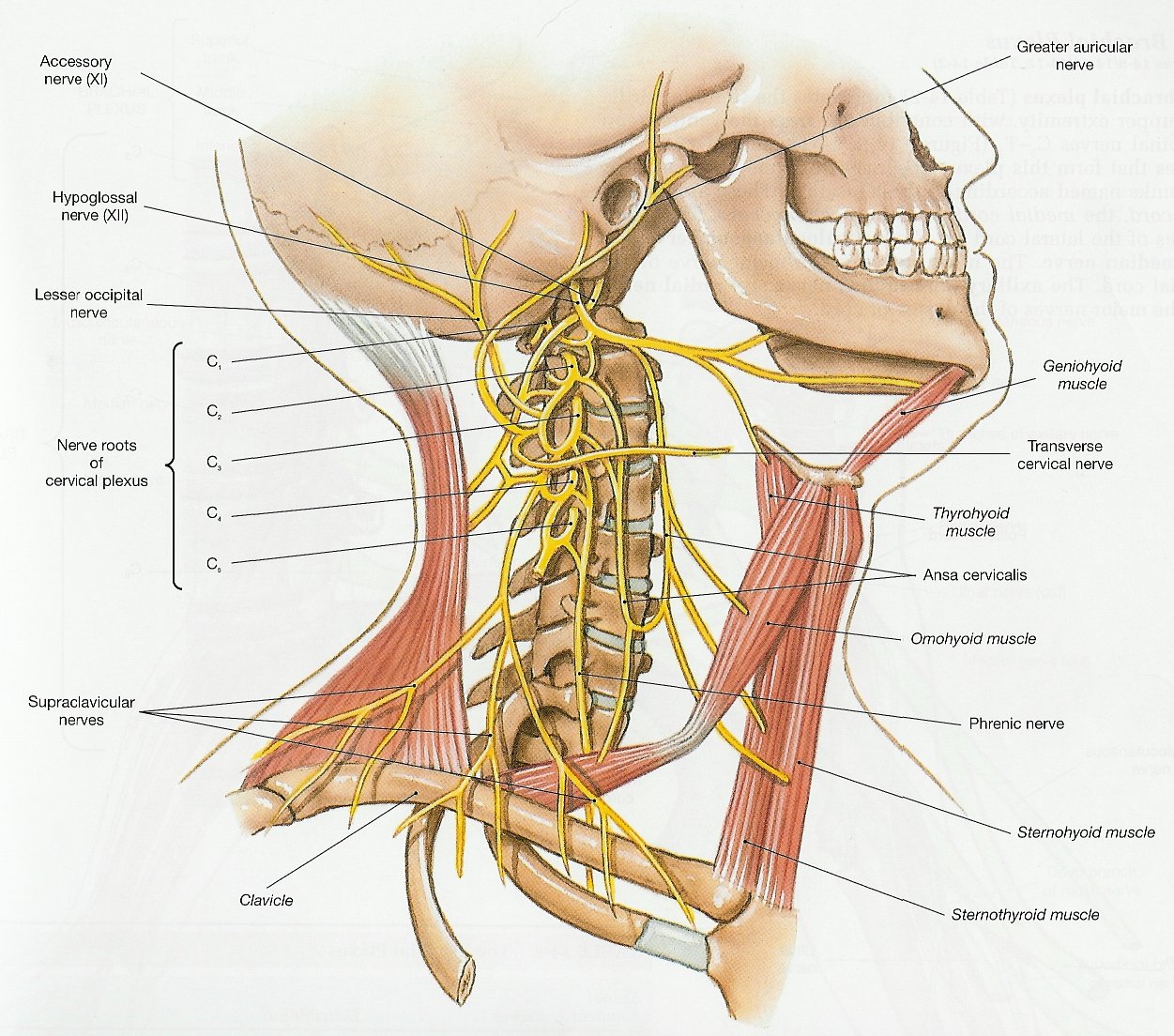 Сколько живет нерв. Блуждающий нерв шейный отдел. Блуждающий нерв анатомия шея. Иннервация шейного отдела позвоночника с мышцами.