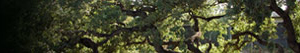 Photo of a piece of the West Valley oak tree
