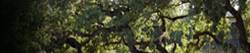 Photo of a piece of the West Valley oak tree