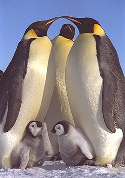 Emperor Penguins