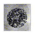 Meiosis