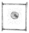 Mitosis in a Plant Cell